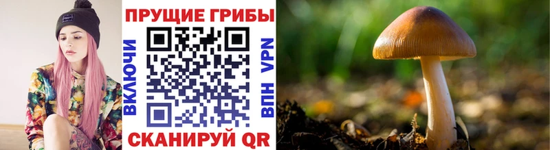 маркетплейс какой сайт Нововоронеж Псилоцибиновые грибы Psilocybine cubensis
